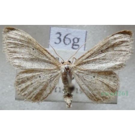 Idaea sylvestraria (Hübner, 1799) Krocznik gajowiak Slovakia36g